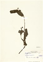 藏品(火炭母草)的圖片